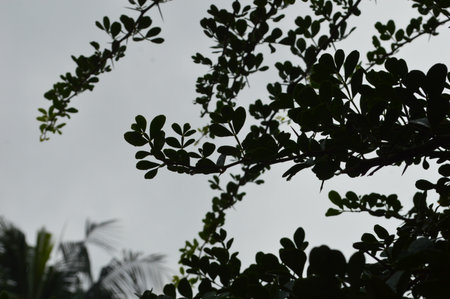Close-up of vibrant green leaves showcasing nature's beauty after rainfall in a serene outdoor...