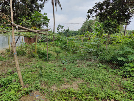 vegetable garden in the countryside of Borneo, Malaysia