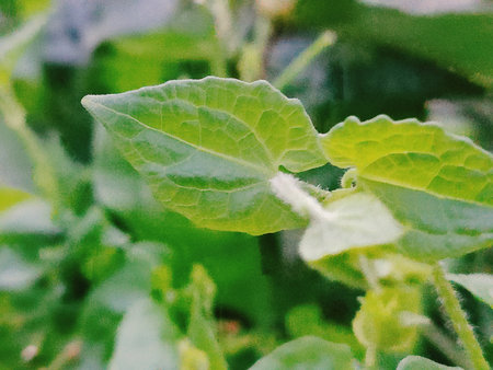 Mint leaves in the garden. Natural background. Close up.