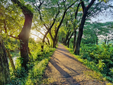 Pathway in the park with trees and sunlight. Beautiful nature background.の写真素材