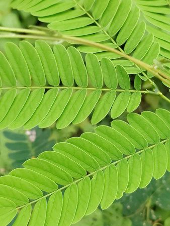 Close up of green tamarind leaves,tropical plant.