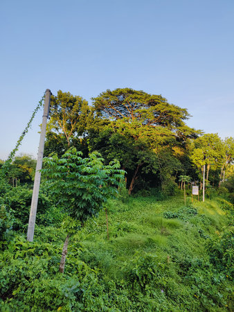 Green trees and blue sky in the countryside of Thailand, Asia.
