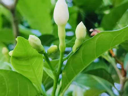 Beautiful white flower in the garden on green leaves background, Thailand.