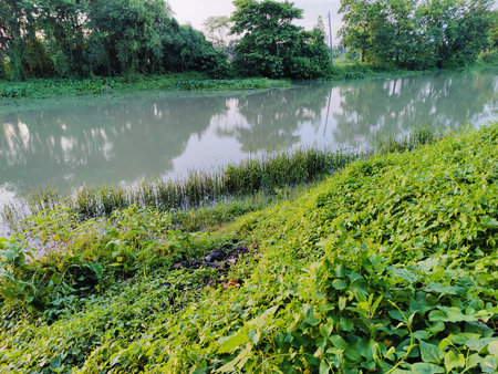 River and plants in the park at Chiangmai province, Thailand.の写真素材