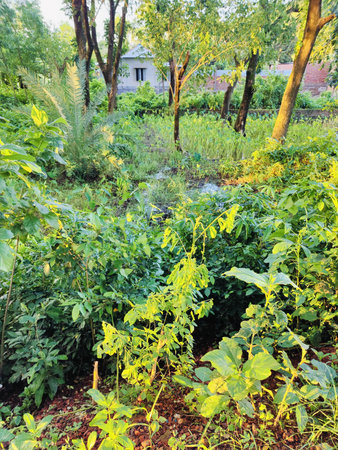 Vegetable garden in the city. Landscape with trees and bushes.の写真素材