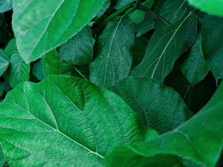 Green leaves background, close up. Natural green leaves background texture.