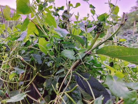 Green creeper plant growing in the garden with natural background.