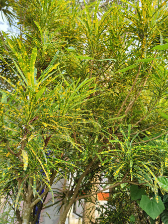 Ornamental plant with yellow and green leaves in the garden.