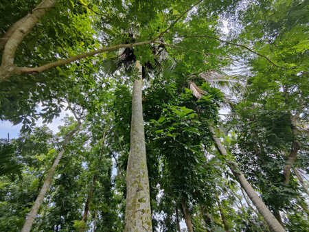 Tropical trees in the rainforest of Borneo.