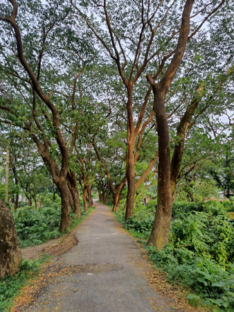 Tree tunnel in the public park at Chiang Mai, Thailand.