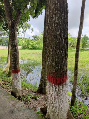 Trees with red paint on the ground in the countryside of Thailand