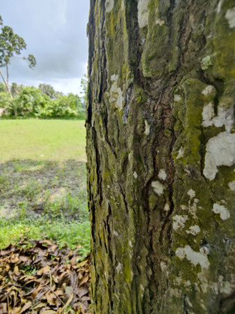 Old tree trunk with moss and lichen in the park, Thailand.