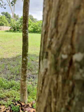 Rubber tree and green grass in the garden in the morning.