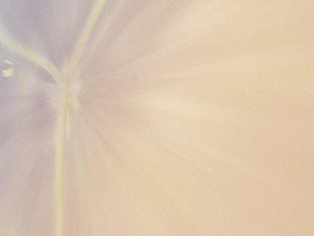 abstract background with flower petals in soft color and blur style