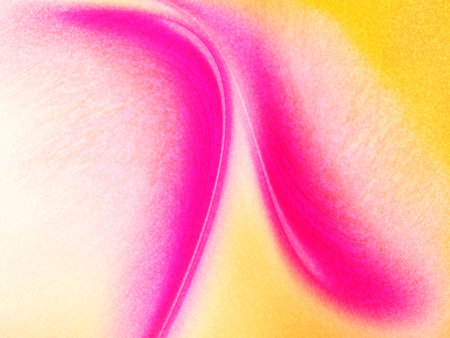 abstract background of pink and yellow rose petals on yellow backgroundの写真素材