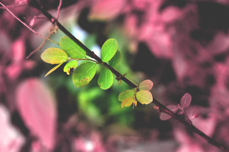 Branch with green leaves and pink blurred background. Selective focus.
