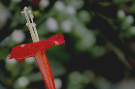 Close up of bright green leaves and delicate compound red foliage against a blurred natural background. Fresh, peaceful, and natural mood perfect for nature, outdoors, and garden themes.の写真素材