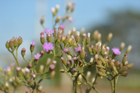 Close up of bright green leaves, buds and delicate compound foliage against a blurred natural...