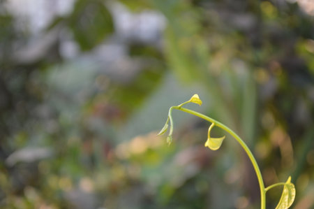 Close up of bright green leaves and delicate compound foliage against a blurred natural background....