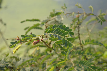 Close up of bright green leaves and delicate compound foliage against a blurred natural background. Fresh, peaceful, and natural mood perfect for nature, outdoors, and garden themes.の写真素材