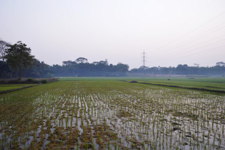 Rice field in the morning at Phetchaburi, Thailandの写真素材