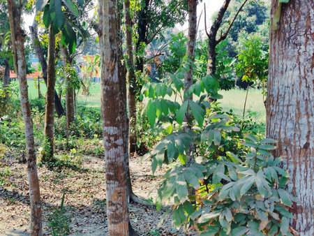 Rubber tree in the garden,Thailand, Southeast Asia.
