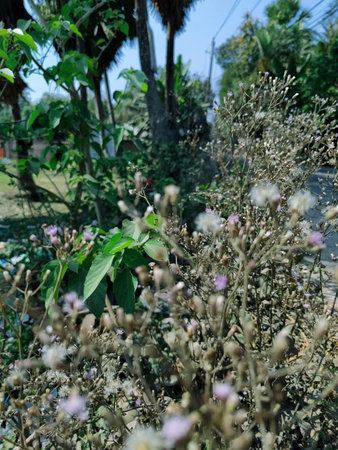 Flowers and plants in the garden on sunny day, Thailand.
