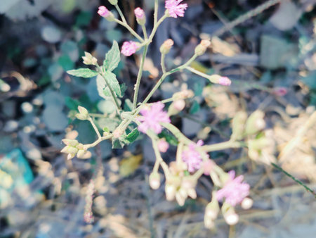 Little pink flowers in the garden,vintage color tone style.の写真素材