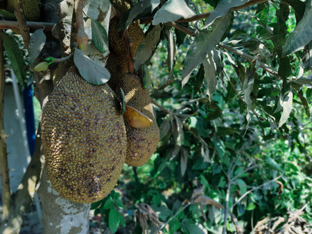 Jackfruit on tree in the garden. Tropical fruit in Thailand.
