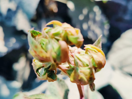 Close up of a green plant with buds and leaves, natural background