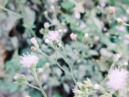 Flower background, soft focus, pastel tone, vintage filterの写真素材