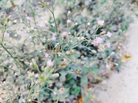 Flowering meadow in the summer time. Close up.