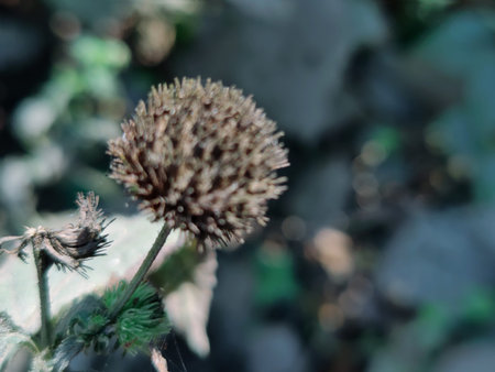 Dry prickly thistle flower closeup. Selective focus.