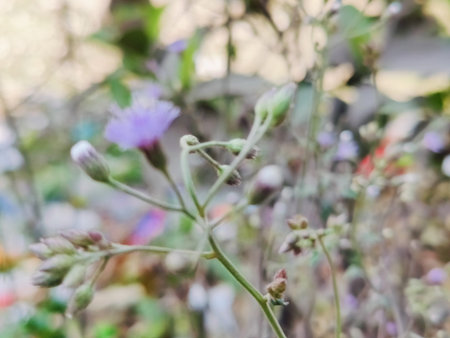 purple flowers in the garden, soft focus, shallow DOF