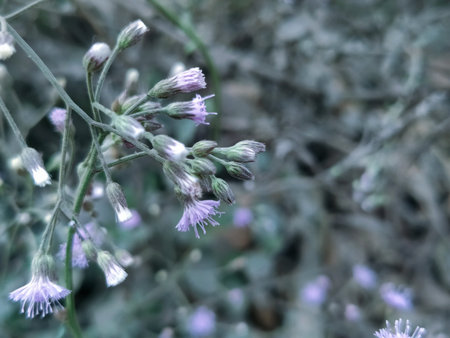 purple flowers in the garden,vintage tone,selective focus