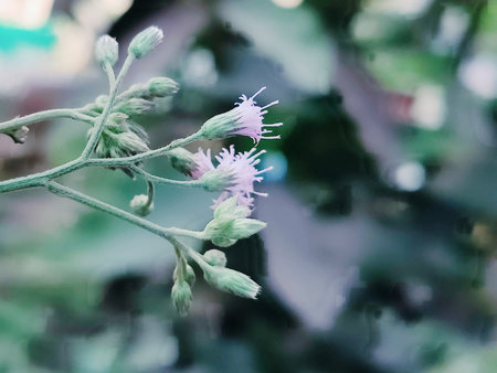 purple flower in garden with filter effect retro vintage style and soft focus