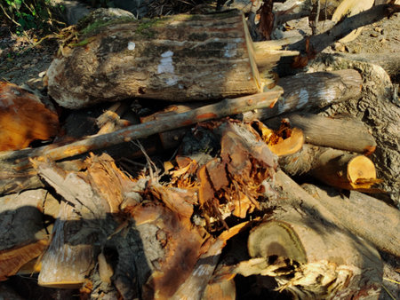 firewood on the ground in the forest, closeup of photo