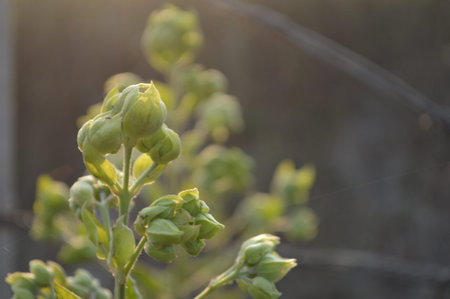 green buds on a bush in the garden in the rays of the sun