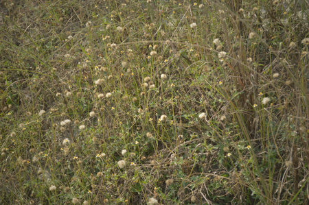 Dry grass with yellow flowers in the field. Nature background.