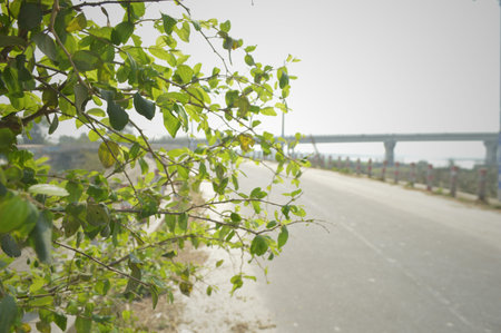 Fruit trees in the garden in the countryside of Chiang Mai, Thailand.の写真素材