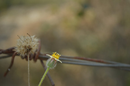 Barbed wire with a flower in the foreground, shallow depth of field