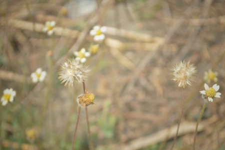 Grass flowers in the garden, soft focus, shallow DOF.