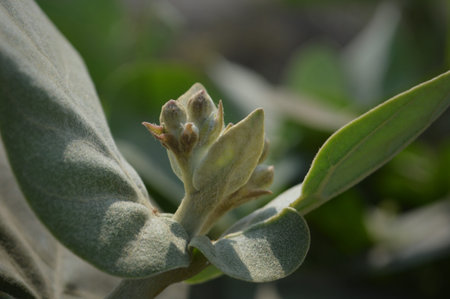 Rhododendron grandiflora, evergreen shrub with white flowers and green leaves.