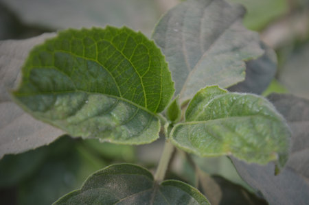 Bright green leaves and dense foliage glow as sunlight filters through a tropical canopy, creating...