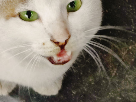 Cute white cat with green eyes and tongue sticking out of the mouth