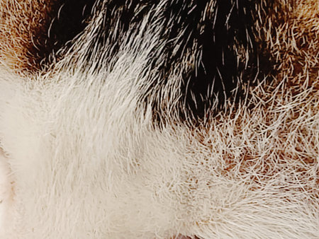 Close up of a cat's fur texture. Abstract background for design.の写真素材