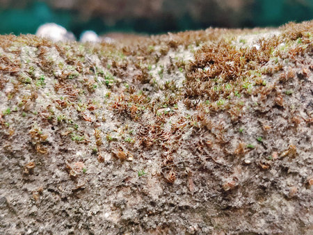 Moss on a tree trunk, close-up, macro.