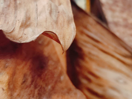Close up of a dry leaf on a tree in the garden.