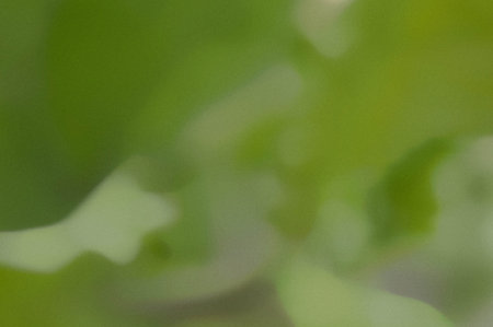 Blurred abstract green background with bokeh defocused lights and shadowの写真素材