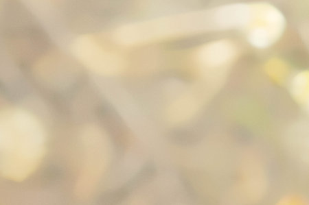 the abstract colors and blur   background texture for nature concept.の写真素材